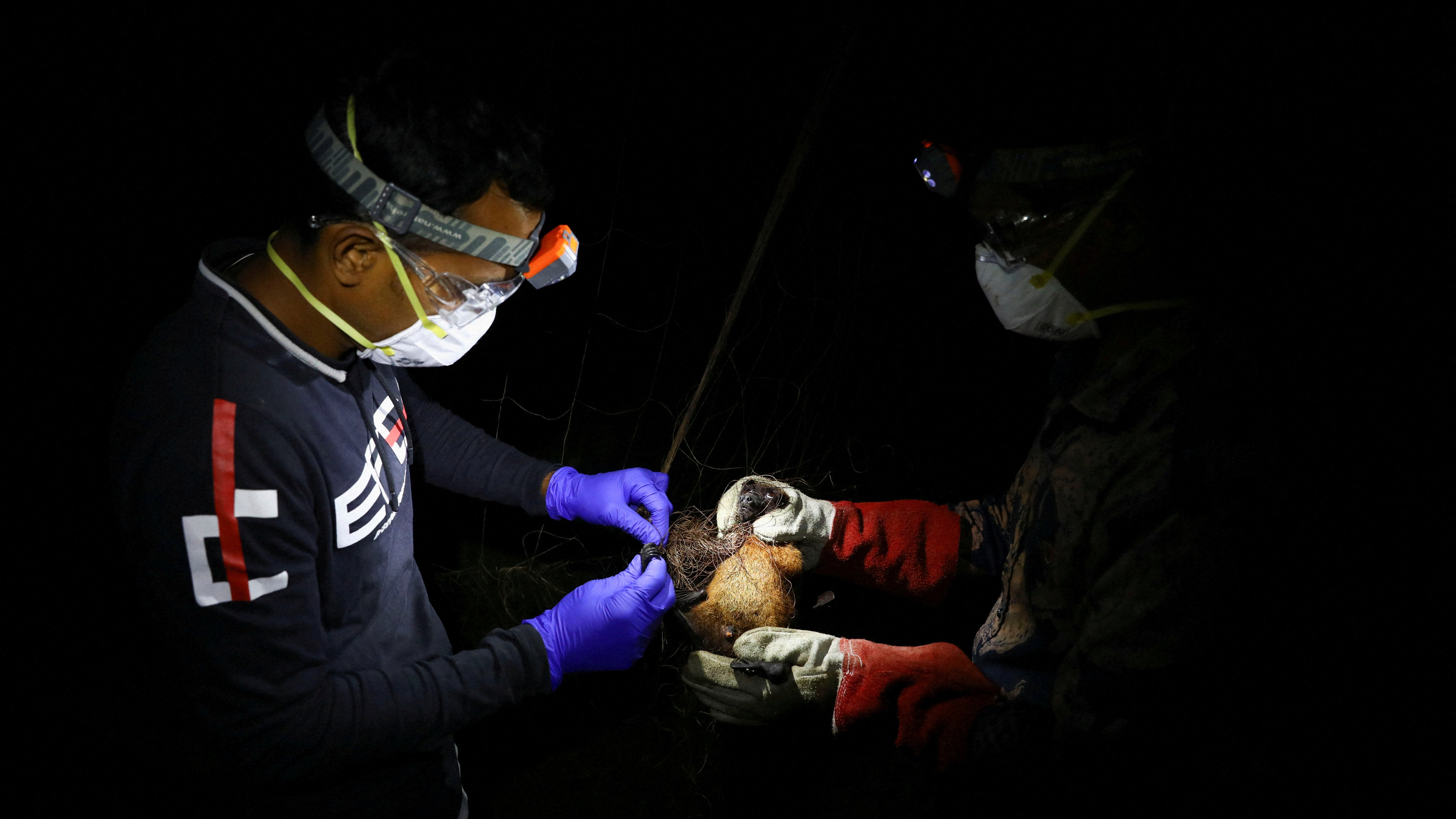 尼帕病毒可由豬、果蝠等動物傳染給人（路透社資料圖片）