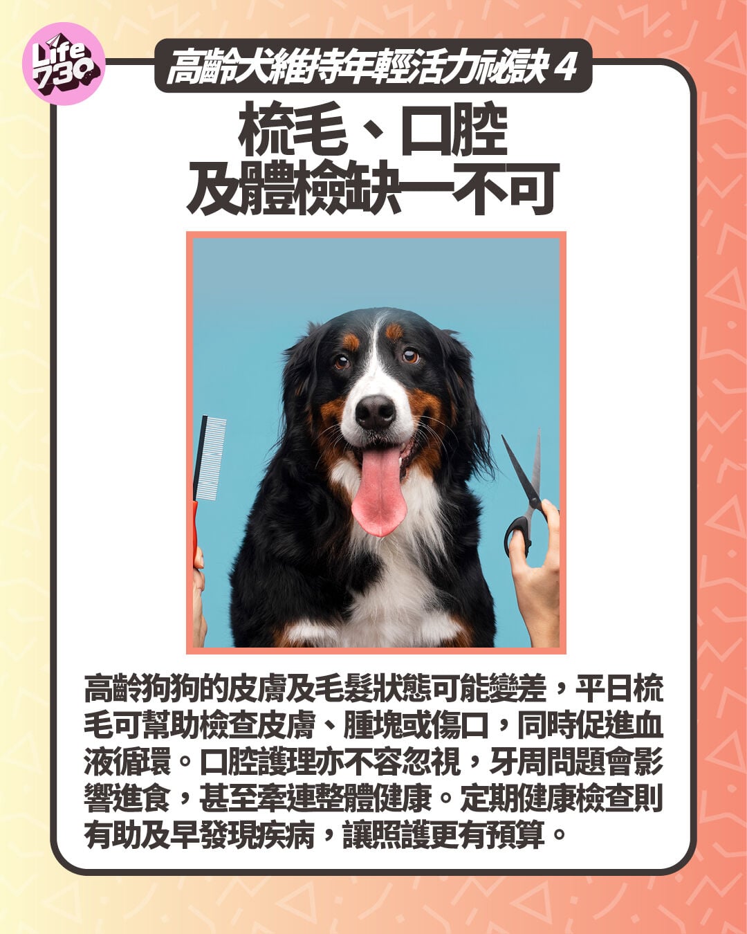 高齡犬維持年輕活力祕訣4. 梳毛、口腔及體檢缺一不可