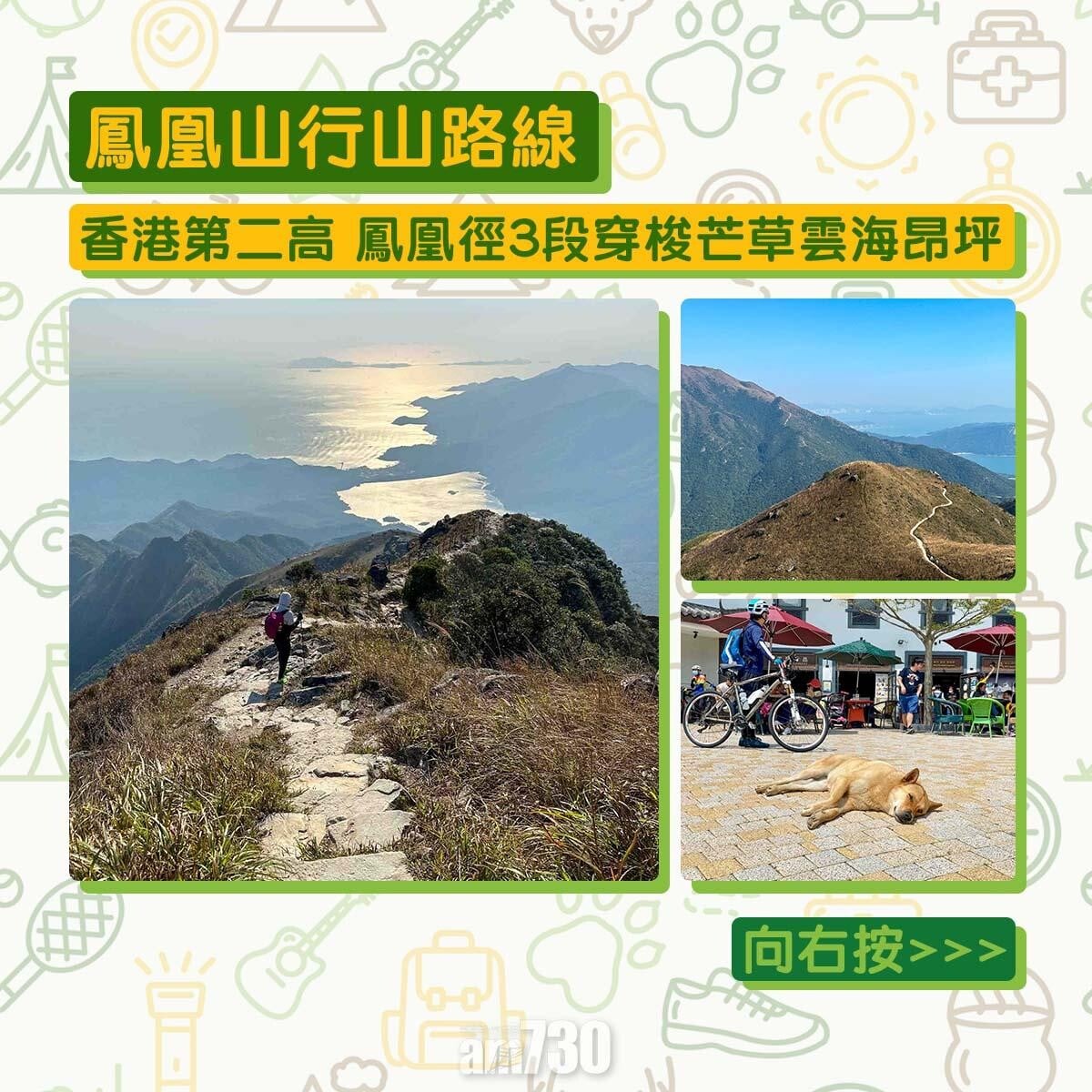 鳳凰山行山︱鳳凰徑3段穿梭芒草、雲海、昂坪及香港第二高山峰 | am730