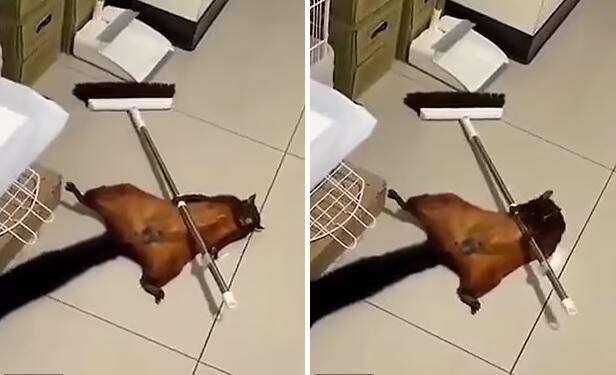 松鼠