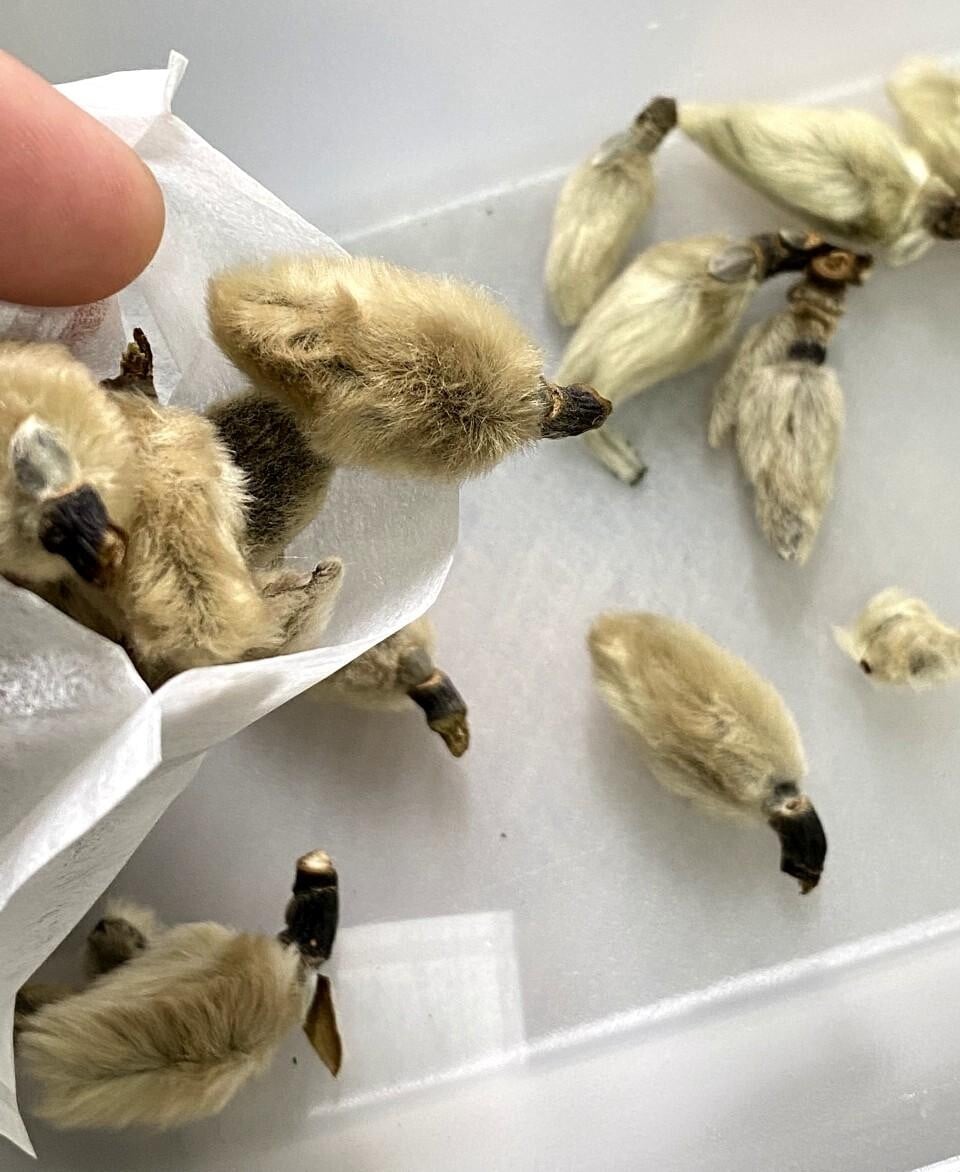 鼻敏感湯水食譜│辛夷花白芷無花果湯步驟1,辛夷花入茶袋。白芷略浸。