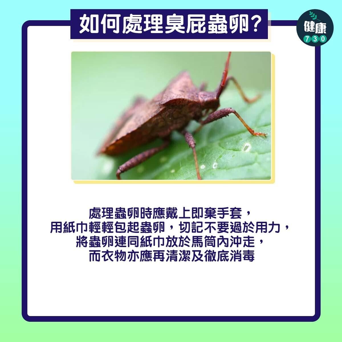 臭屁蟲卵14粒|如何處理?(am730製圖)