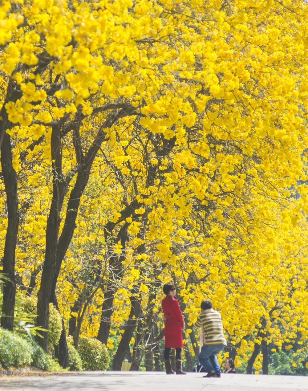 清明節正是南方繁花盛放的季節,各處美不勝收,為郊遊踏青提供不少好去處。圖為佛山南海區獅山鎮南國桃園美景。(圖片來源:視覺中國)