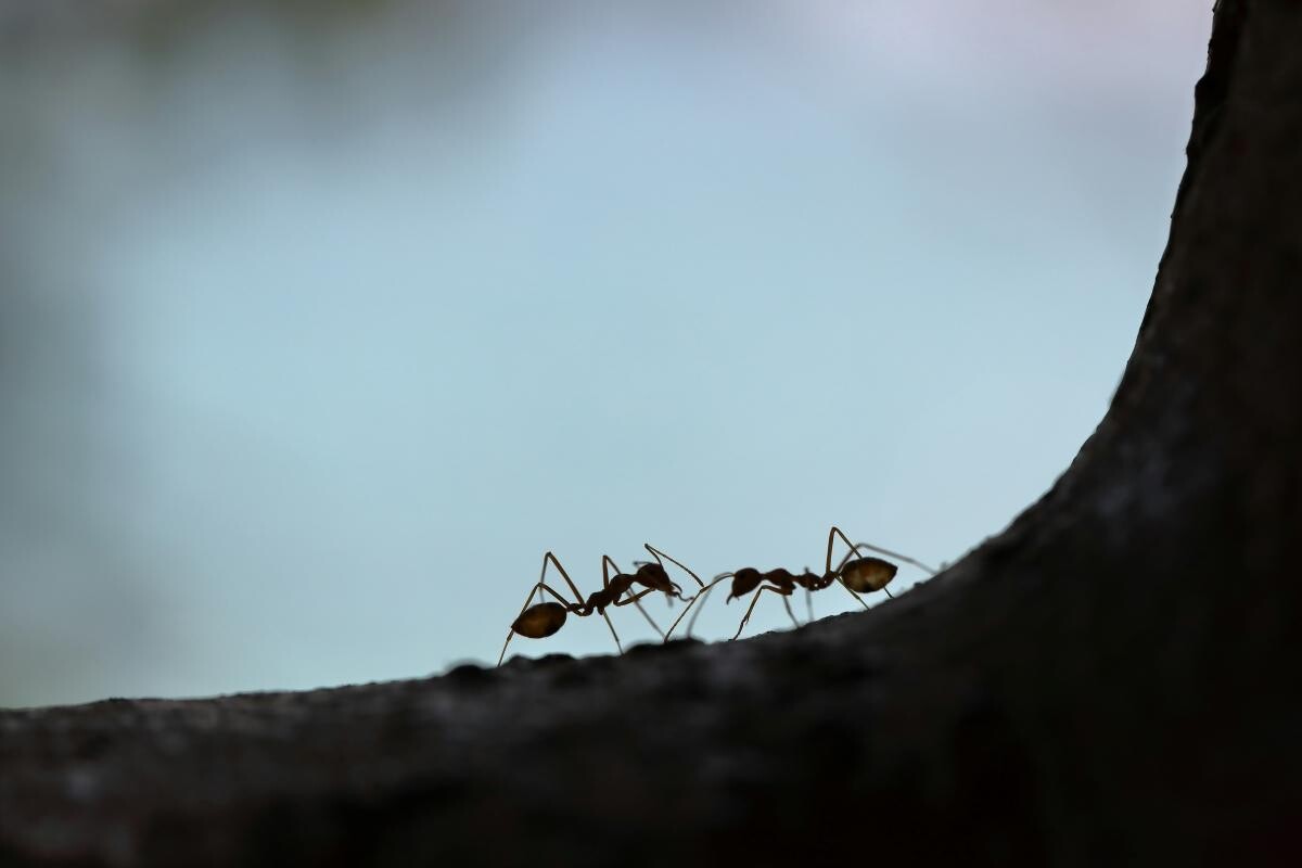 滅蟻方法丨精油、梳打粉、橙皮等7招消滅螞蟻