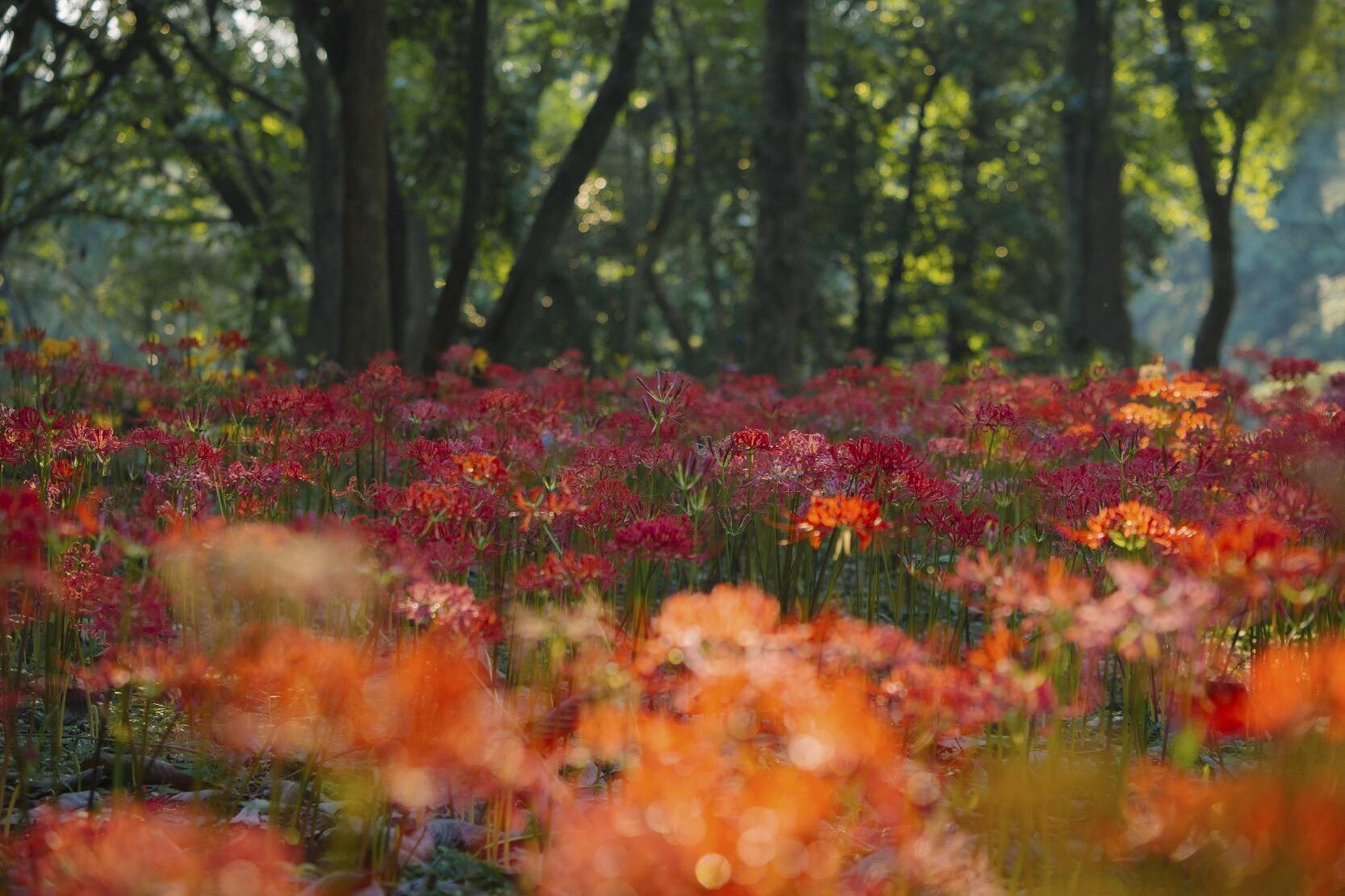 石蒜花又名彼岸花,因其「花開不見葉,葉生不見花」而得名,是内地古裝劇中經常出現的元素。(圖片來源:視覺中國)