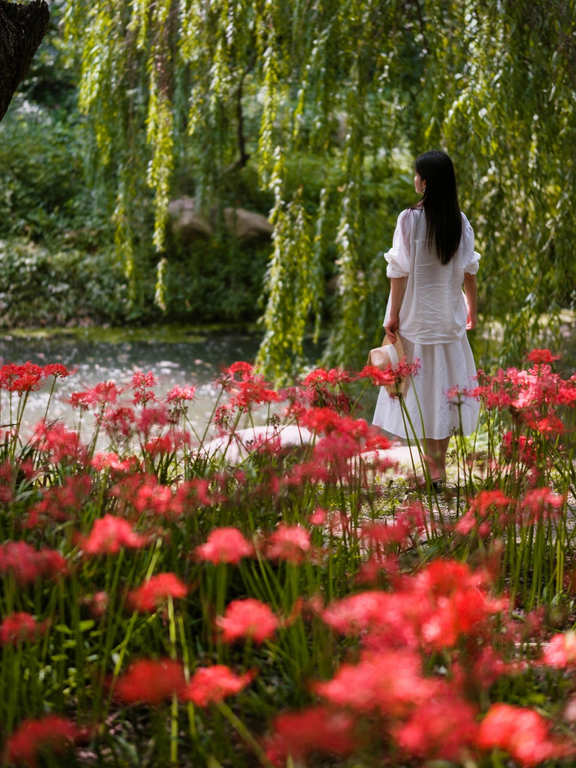 上海閔行體育公園,是欣賞石蒜花的好去處之一,吸引許多遊客到來打卡。 這座公園於2004年開放,是上海第一座大型城市主題公園。(圖片來源:梵克Frankkie@小紅書)