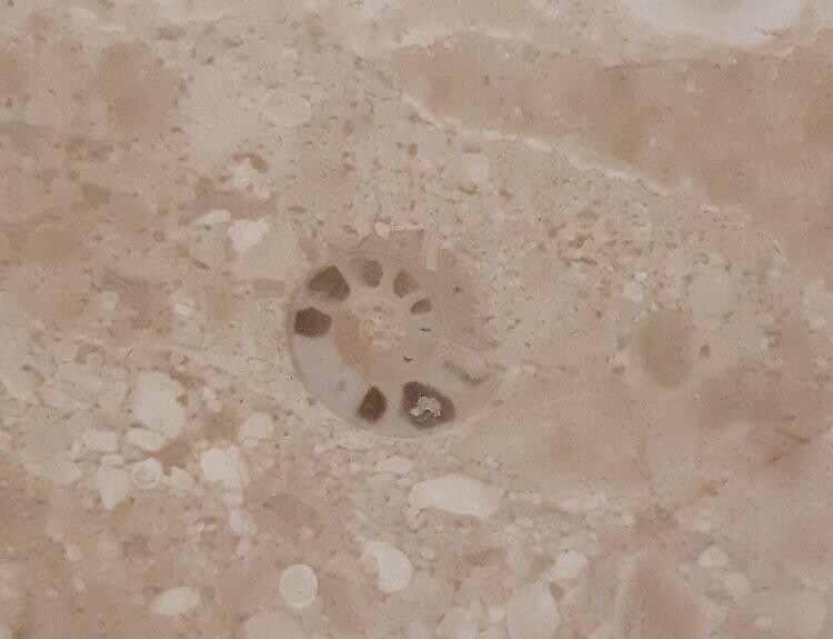 港鐵沙田站牆上的菊石化石切面，清楚看到內部氣室構造。菊石是6,500萬年前已滅絕的頭足類海洋生物。（圖片來源：「Fossils HongKong」facebook專頁）