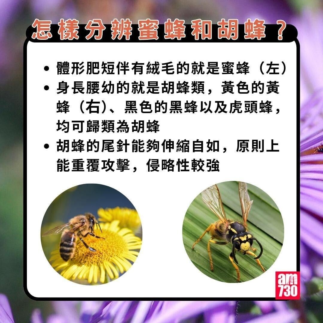 被蜜蜂針點算?處理方法4步驟。(am730製圖)