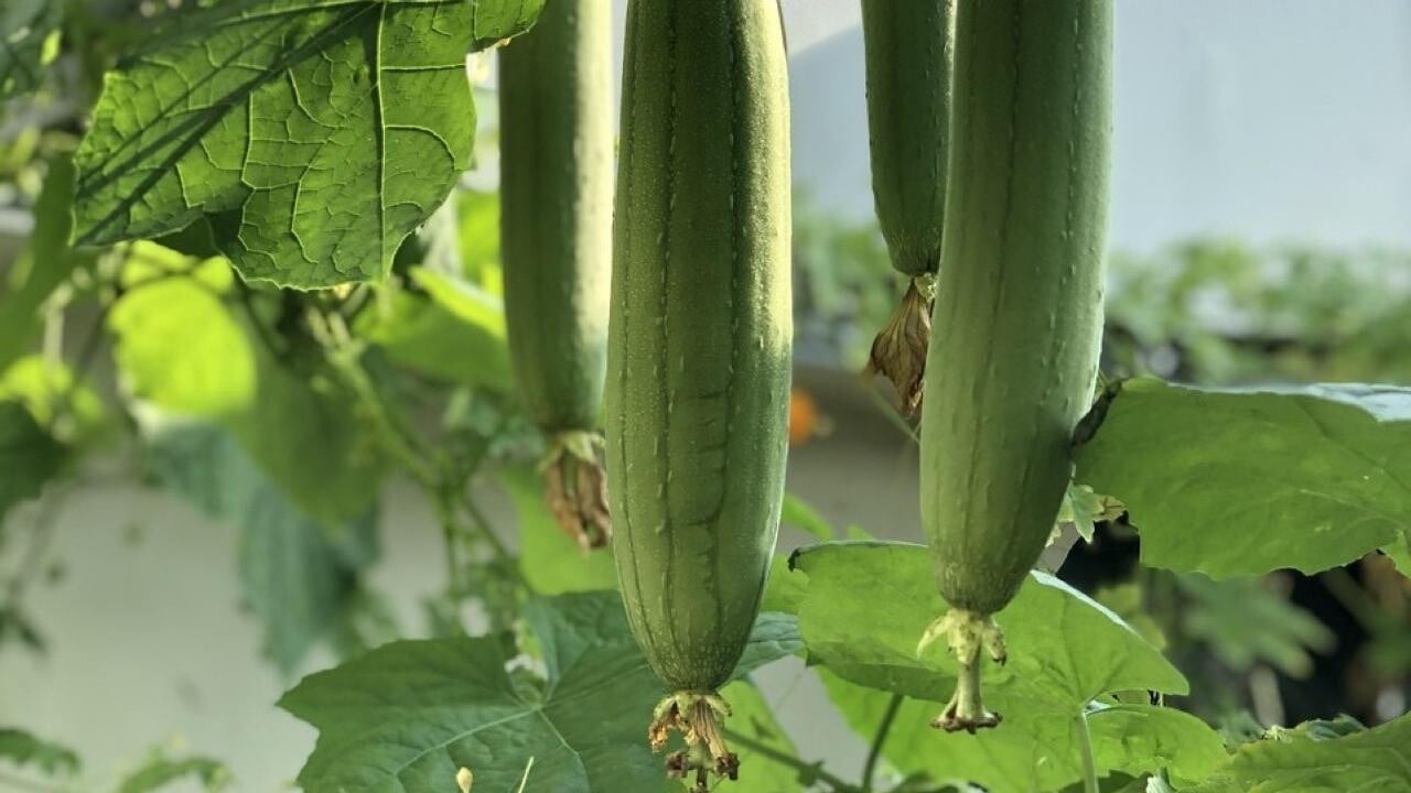 水瓜功效多　三款簡易消暑食譜　經典潮州傳統菜水瓜烙。