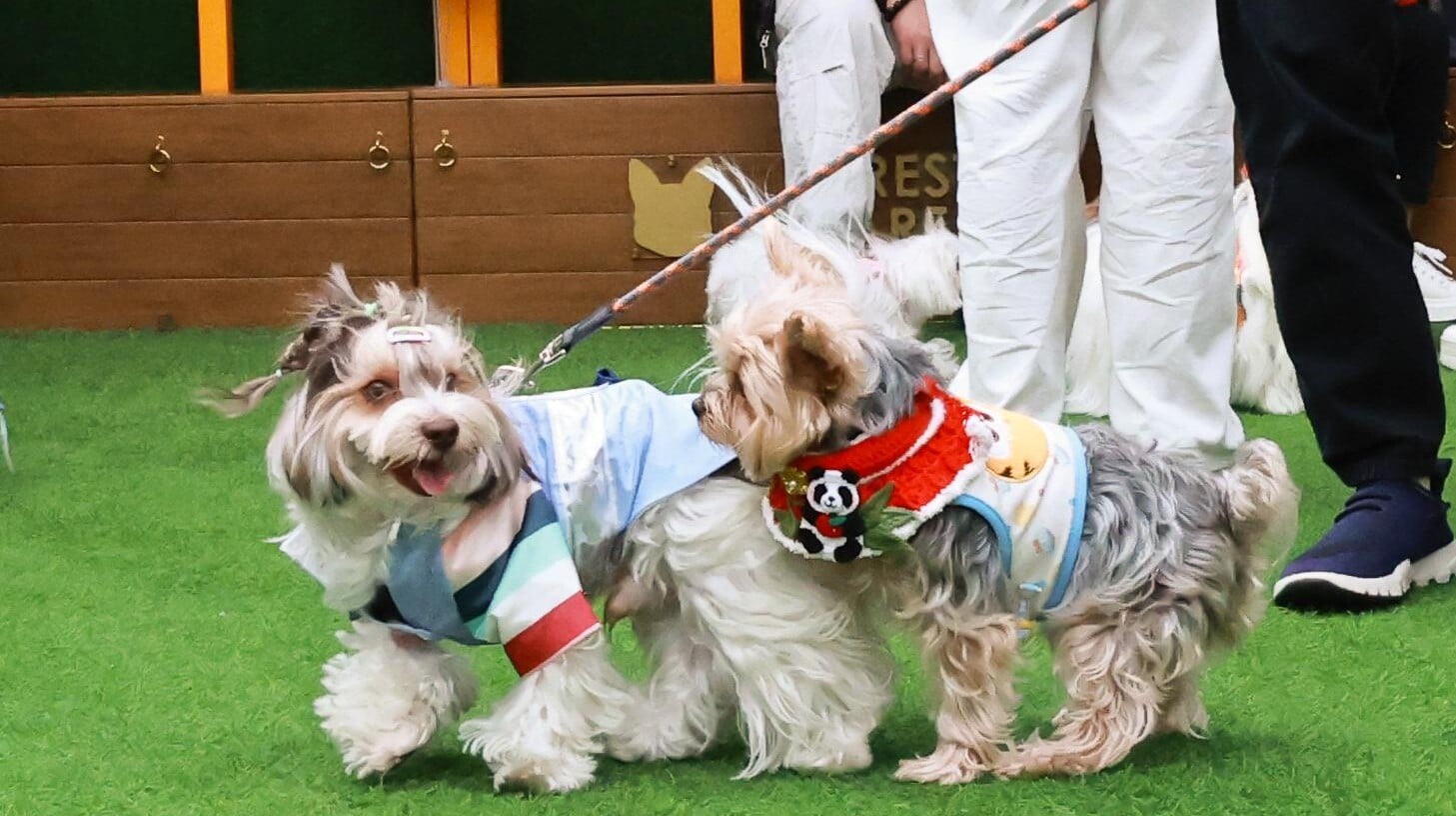 愛協3.1舉行「全城狗狗行善日 2026」 登記及捐款可攜寵物狗乘搭港鐵