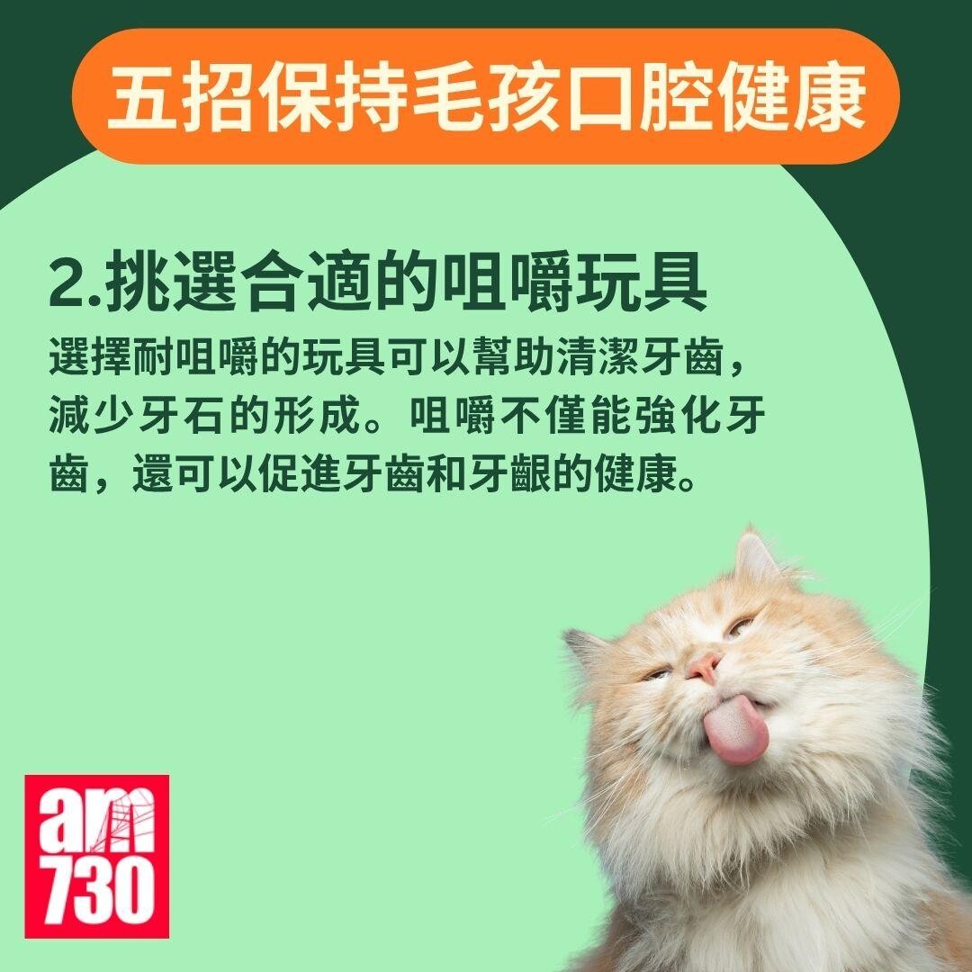 寵物口臭|貓狗口氣難聞? 教你如何保持毛孩口腔健康!