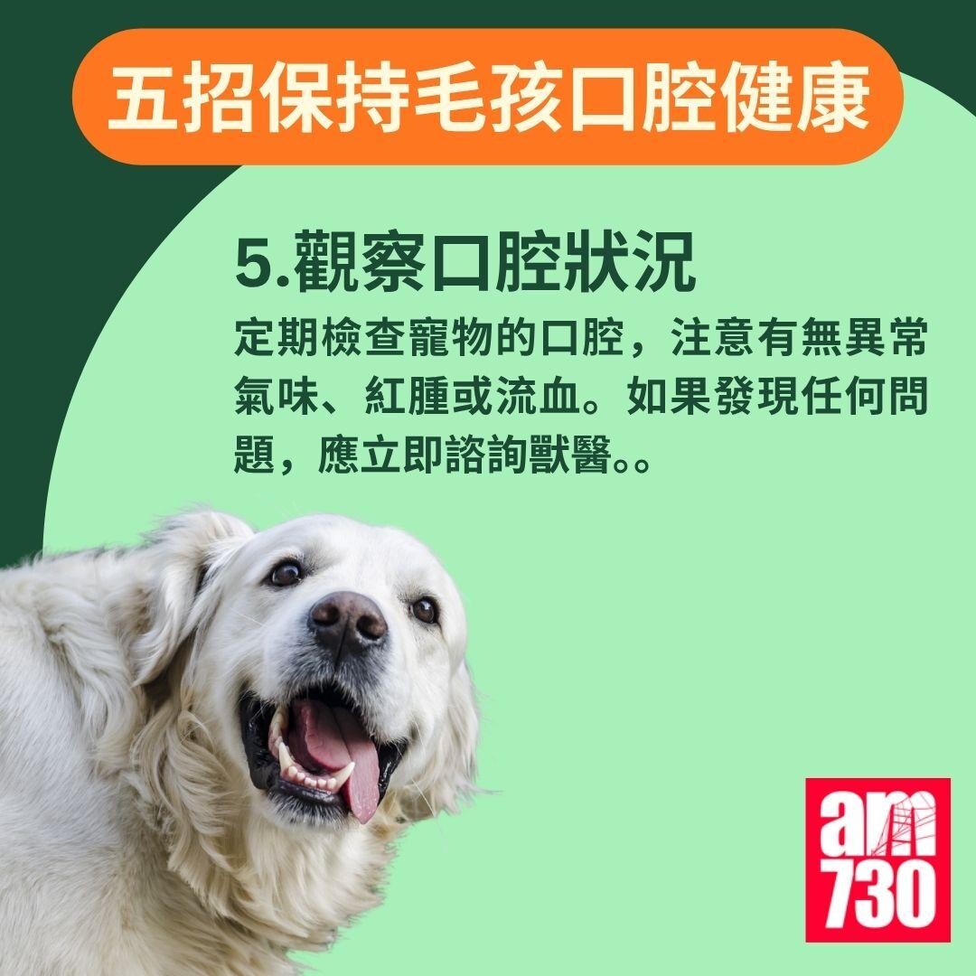 寵物口臭|貓狗口氣難聞? 教你如何保持毛孩口腔健康!