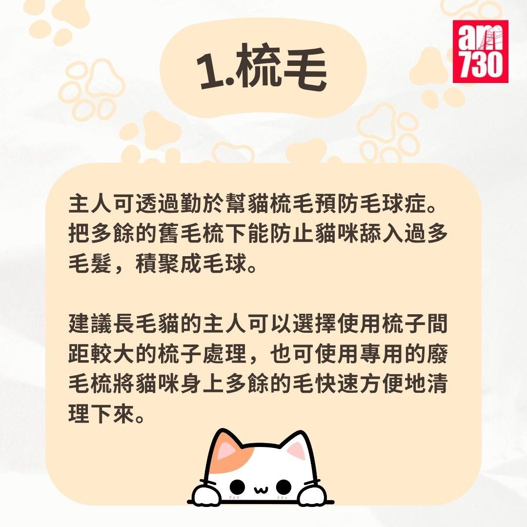 貓咪|7步預防毛球症