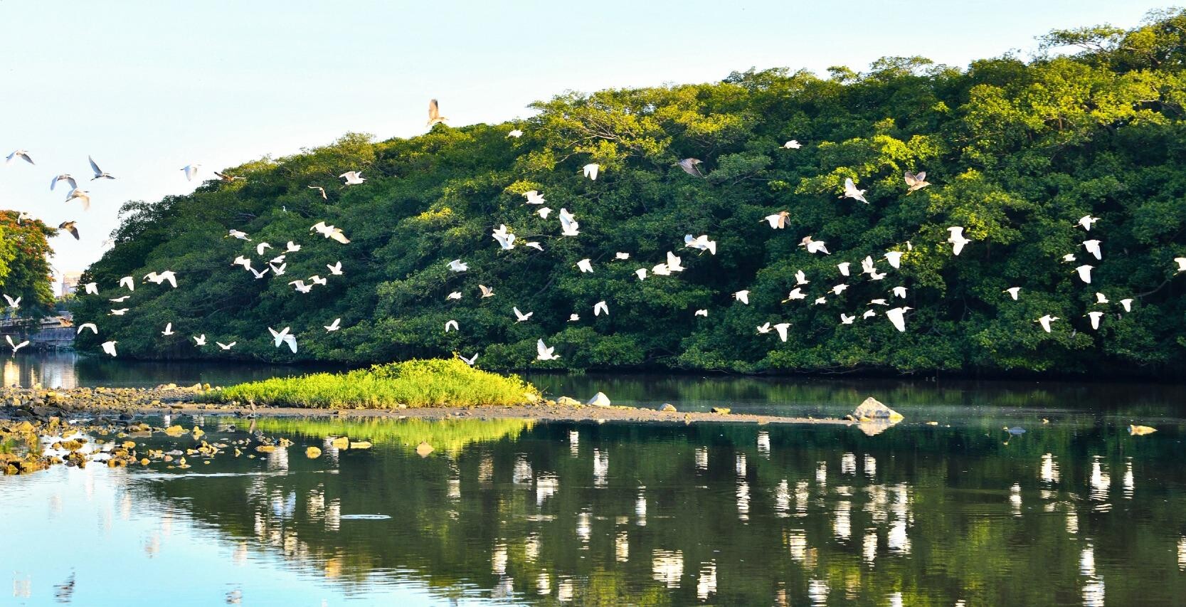 2021年,小鳥天堂國家濕地公園被評選為「廣東省十大最美森林旅遊目的地」之一,它也是國家級生態名片。(圖片來源:中國環境網網站)