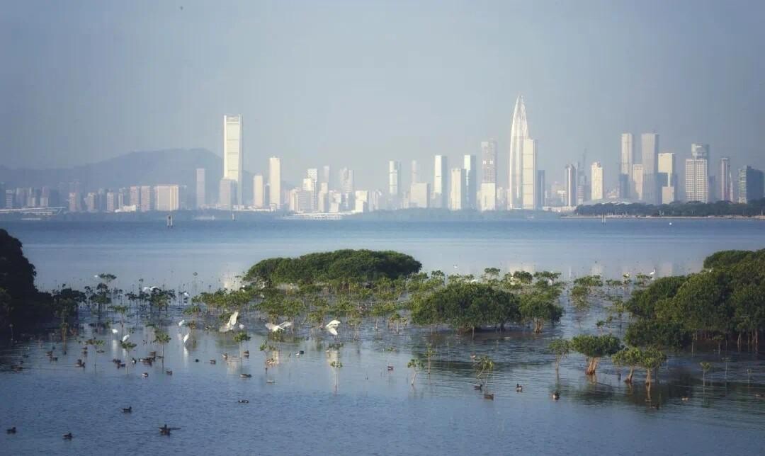 深圳內伶仃島位處深圳、珠海、香港和澳門之間,被喻為吸納污染、淨化空氣,調節氣候的綠肺。(圖片來源:內伶仃福田自然保護區公眾號)