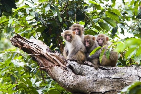 深圳內伶仃島上,住着23個猴群約1,200隻國家二級保護獼猴,是全球獼猴種群密度最高的區域,被稱為「獼猴王國」。(圖片來源:深圳市城市管理和綜合執法局網站)