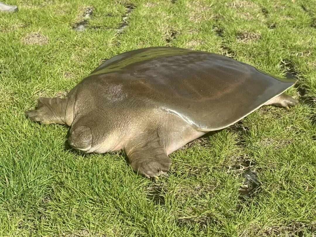 黿是誕生於兩億年前的史前爬行動物,被列為國家一級水生野生保護動物,素有「水中大熊貓」的稱號。(圖片來源:明城發布)