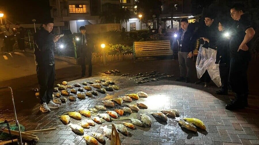 將軍澳景林邨洗魚池撈逾百魚，疑氣泵故障致115魚缺氧亡。(香港動物報)
