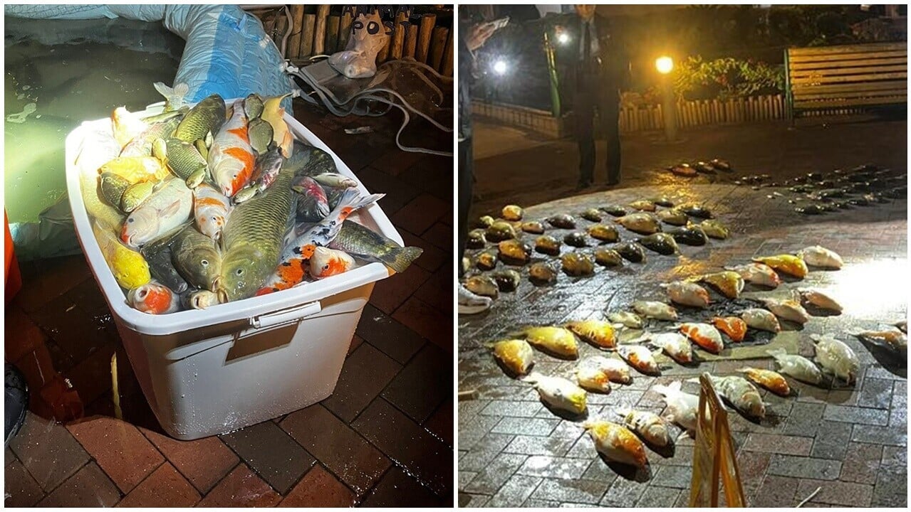 將軍澳景林邨1月清洗屋邨水池期間，有人疑將水池內近兩百條魚及4隻龜搬到過小的容器，導致逾百條魚死亡。(香港動物報)
