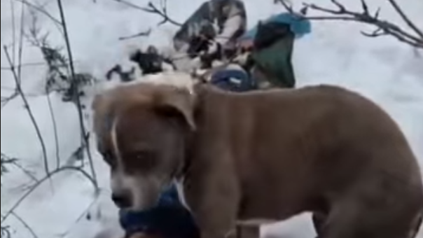 19歲網紅與表弟登山遇暴雪亡 鬥牛㹴雪地伴屍4天守護