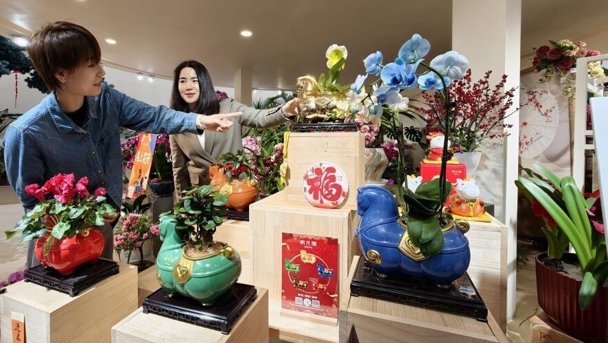 蝴蝶蘭｜年宵花王全中國1/3產自佛山 年產5000萬株