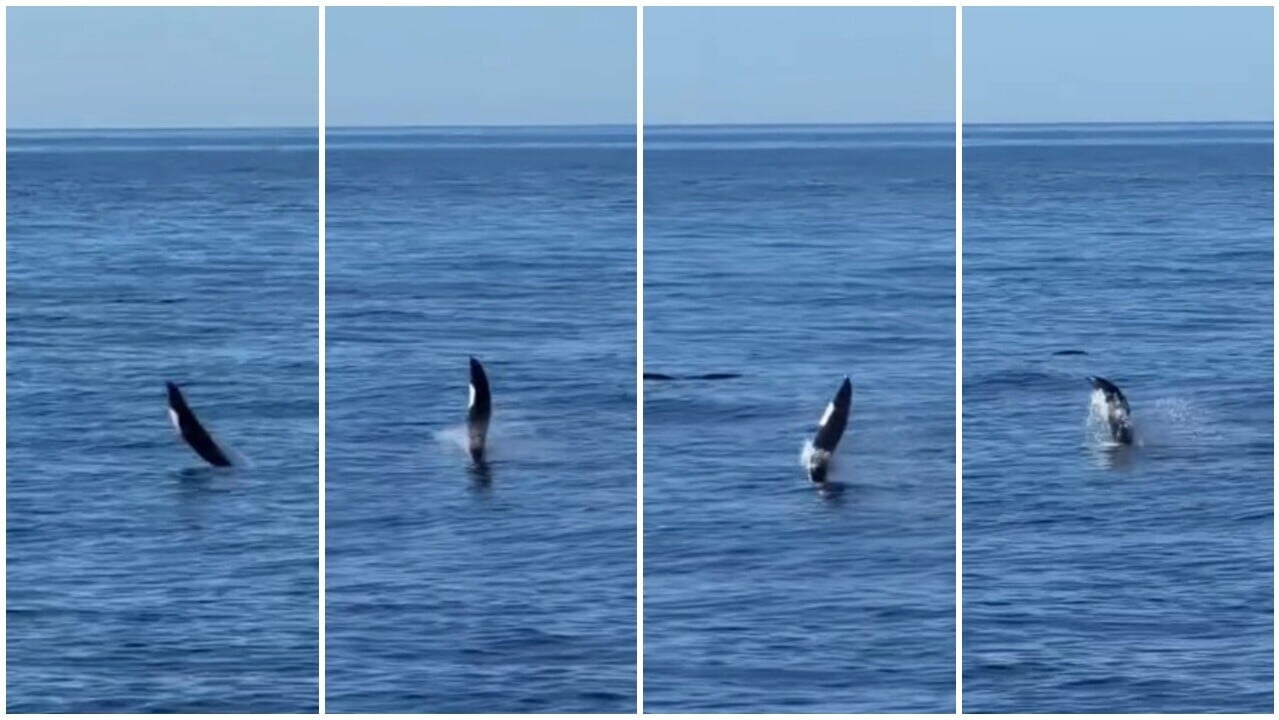野生海豚罕見用尾巴「水上飄」，科學家料來自社交學習。(IG)