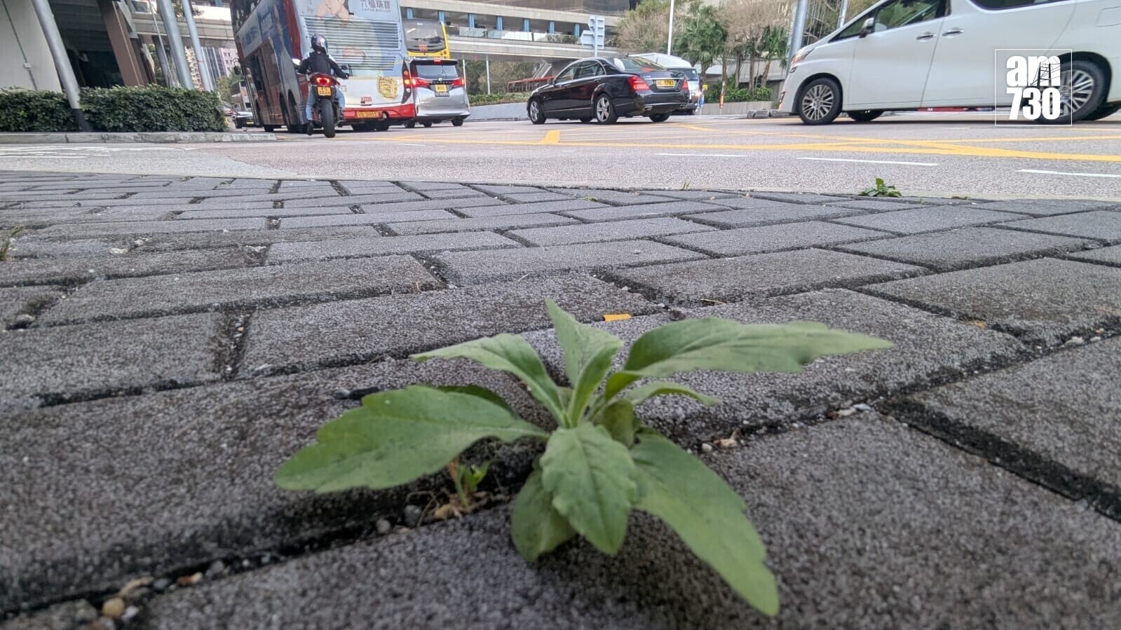 行人路邊及路磚野草(羅庸軒攝)