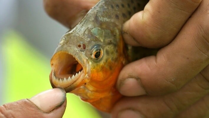 46人河邊遭食人魚襲擊，1人須截肢保命。(X)