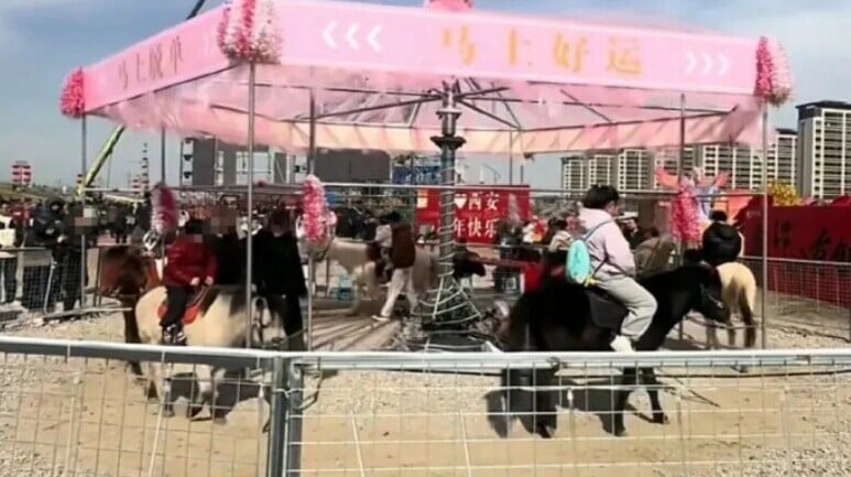 西安景區「旋轉木馬」升級用真馬，網民反應兩極。(微博)