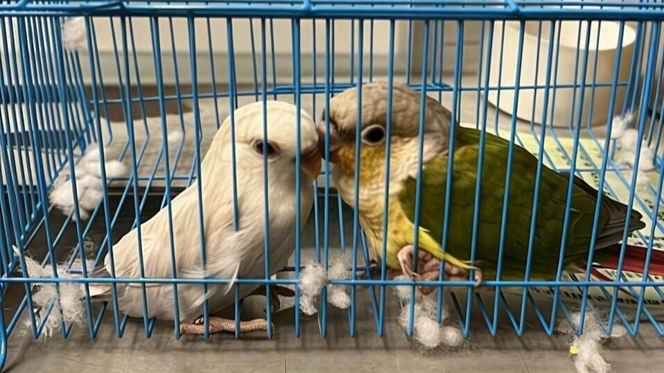 入境私家車載紙箱偷運兩瀕危活鳥，男乘客深圳灣管制站被捕。(政府新聞處)