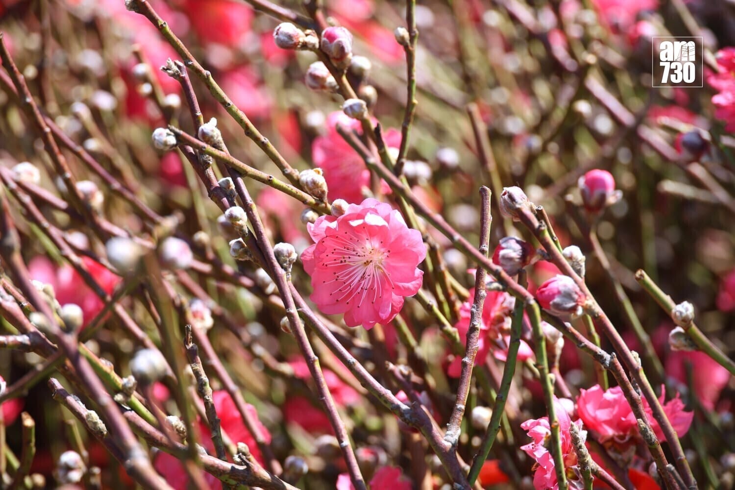 維園年宵開鑼。(林俊源攝)