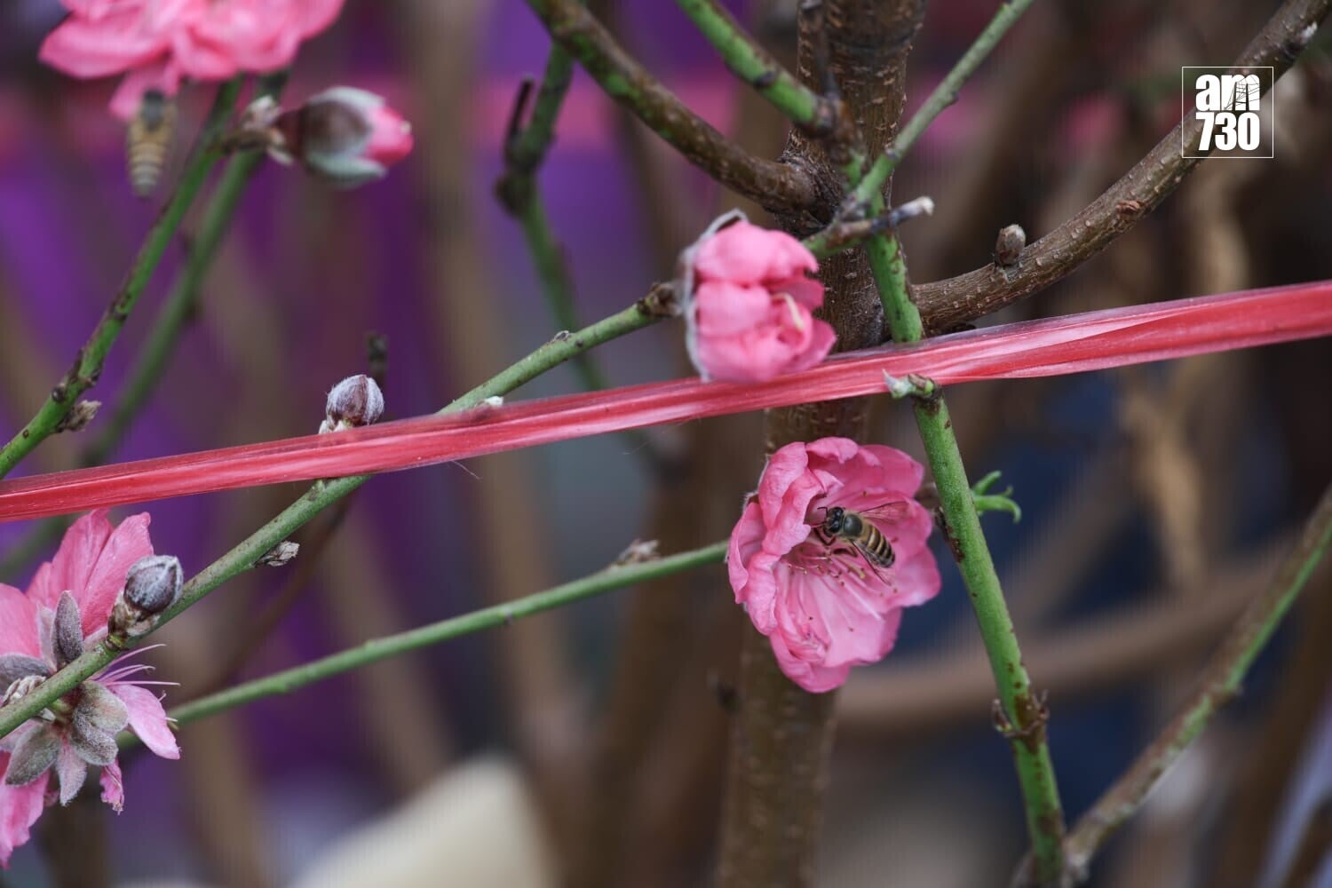 年宵花市人流暢旺 檔主:旺丁不旺財 (周令知攝)