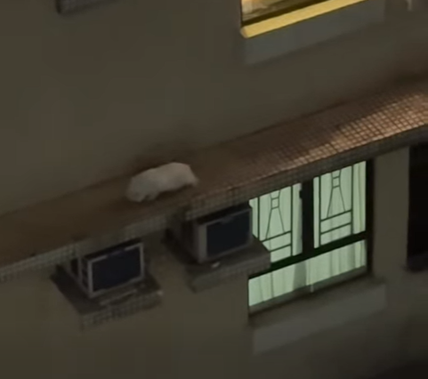 @fb Kelvin Kwong 影片截圖