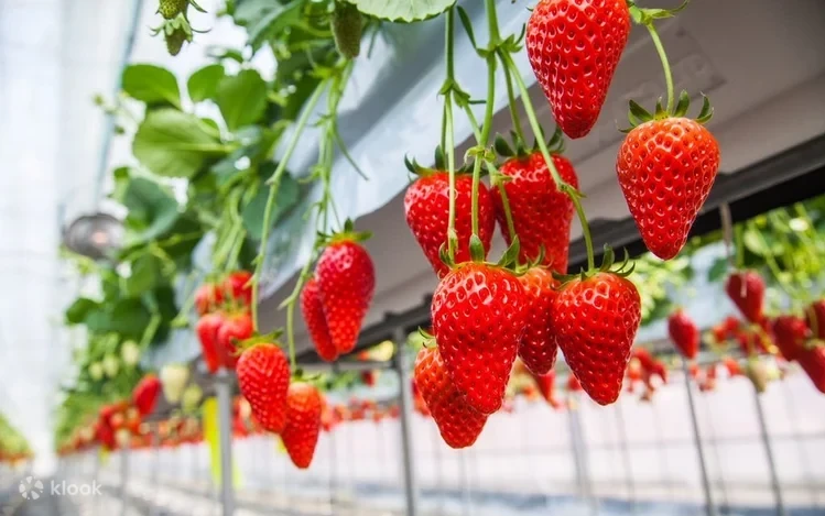 Rtzbvpqaxlsncyptabvd