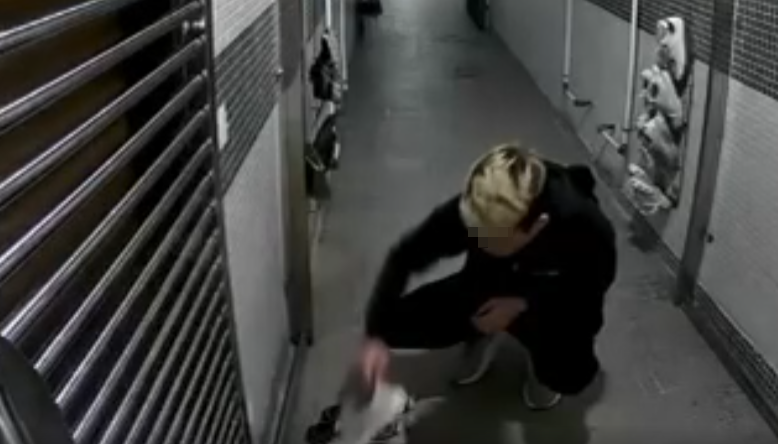 屋主又提供近日被邨內街坊拍攝到的疑似偷鞋賊犯案過程(真.屯門友FACEBOOK)