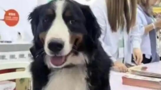 明星狗上海走失近20日　 懸賞60萬盼尋回