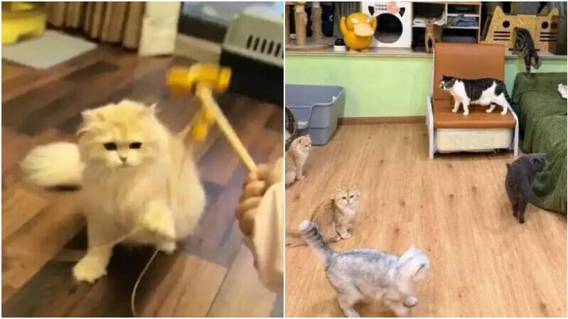 農曆新年期間內地上門餵貓與寵物寄養成為熱門服務。（圖／翻攝《紅星新聞》）