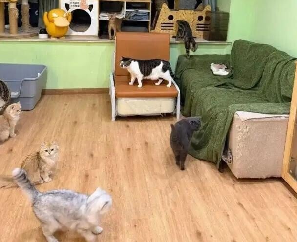 Cut 1771571237 NAU4gfy