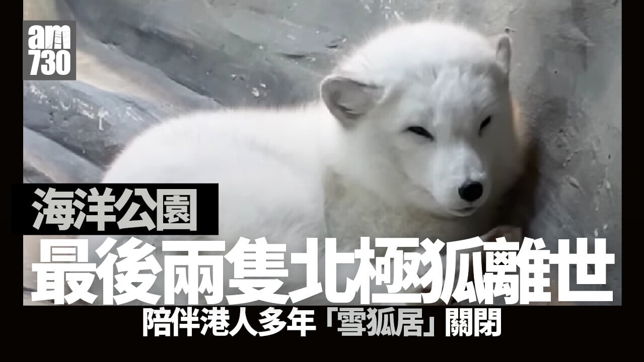 海洋公園最後兩隻北極狐離世　指因年長引致