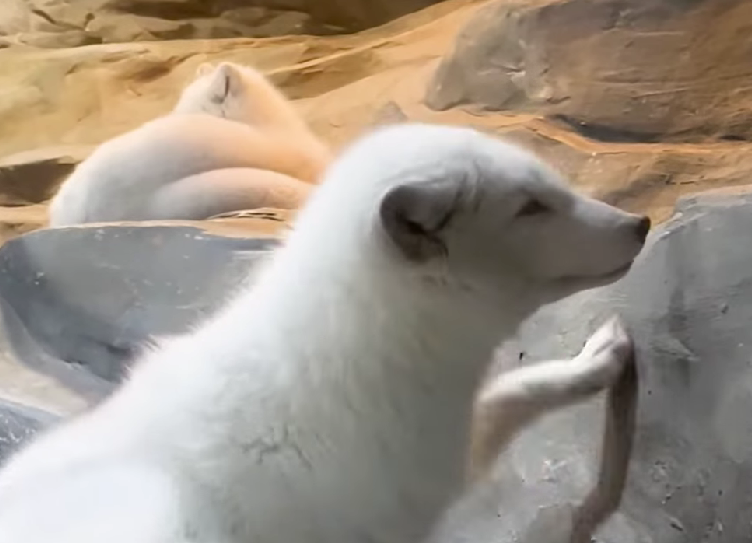 海洋公園兩隻北極狐「小高」及「Trinity」離世(海洋公園影片截圖)