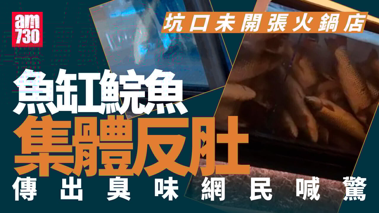 將軍澳火鍋店未開張 魚缸鯇魚集體反肚 網民：大吉利是