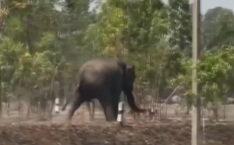 大象撞翻現場2輛汽車,更撞損多個道路指示牌,又追趕附近的村民。(YouTube)