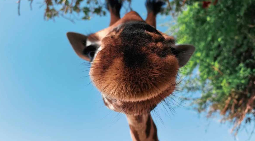 影片中重點介紹了第二代多光譜感測器,並揭示其將配備超聚焦主鏡頭、超聚焦微距長焦鏡頭以及超廣角鏡頭,組成全新的影像系統。