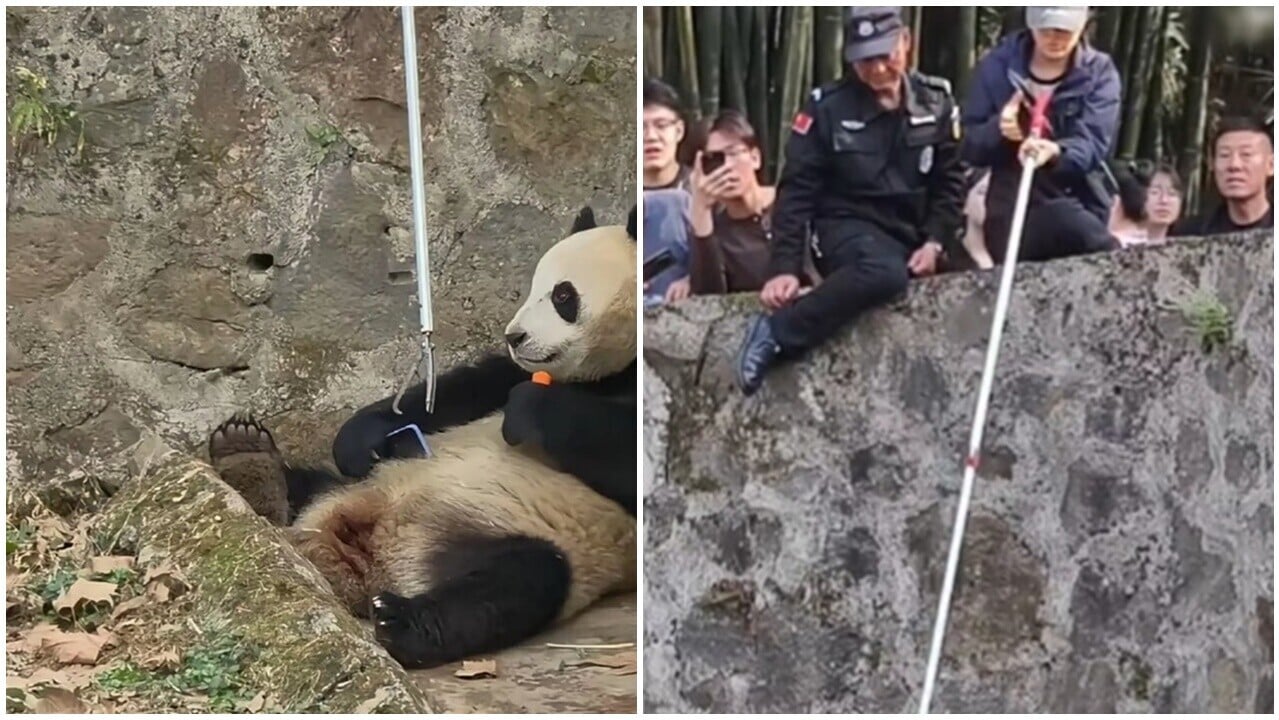 四川大熊貓苑遊客跌手機，「青靈」拾獲與飼養員展開爭奪戰。(微博)
