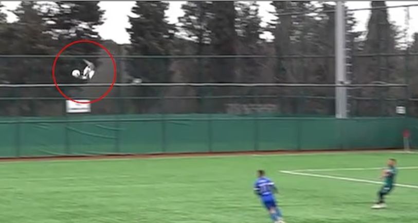 土耳其伊斯坦堡一場業餘足球比賽,一隻海鷗被開出的足球「擊落」掉至場上,球員即為牠進行心肺復甦術(CPR),最終成功挽救生命。(影片截圖)