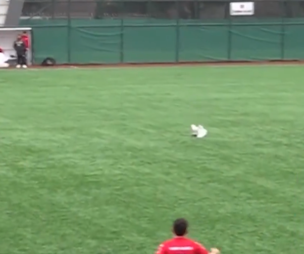 土耳其伊斯坦堡一場業餘足球比賽,一隻海鷗被開出的足球「擊落」掉至場上,球員即為牠進行心肺復甦術(CPR),最終成功挽救生命。(影片截圖)