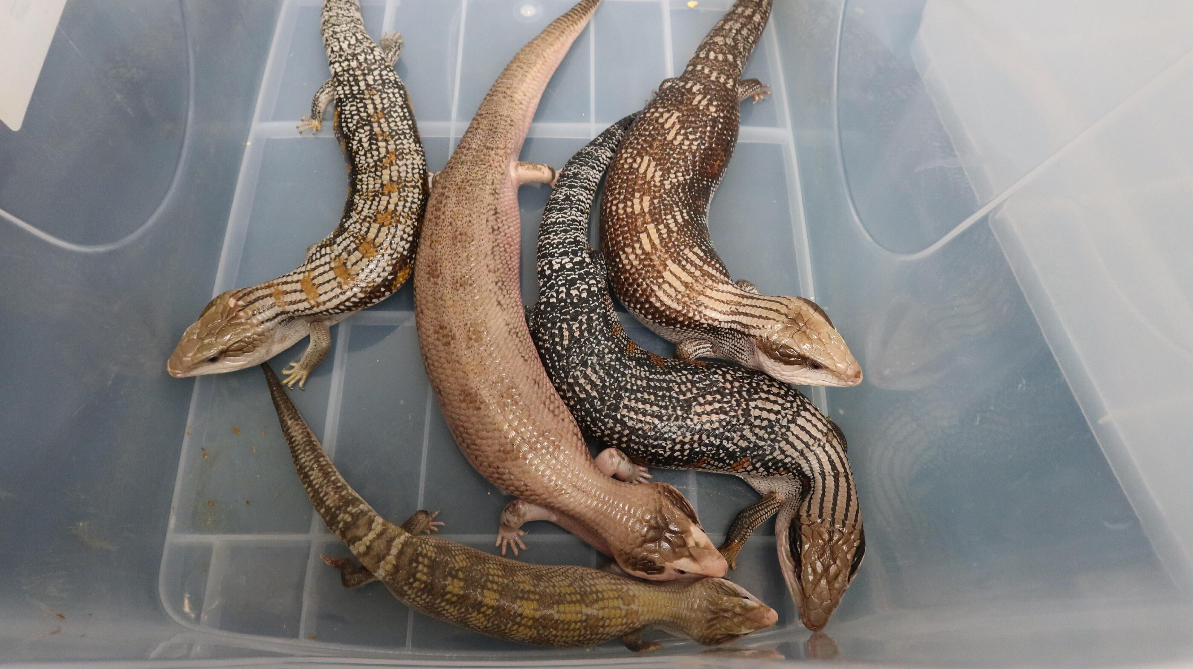 5隻蜥蝪藏於高跟靴內。