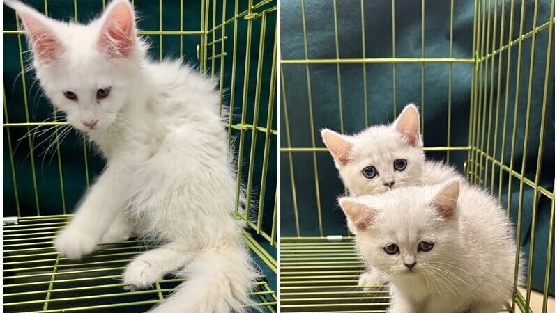 背包藏3隻貓入境　53歲男旅客羅湖斷正被捕