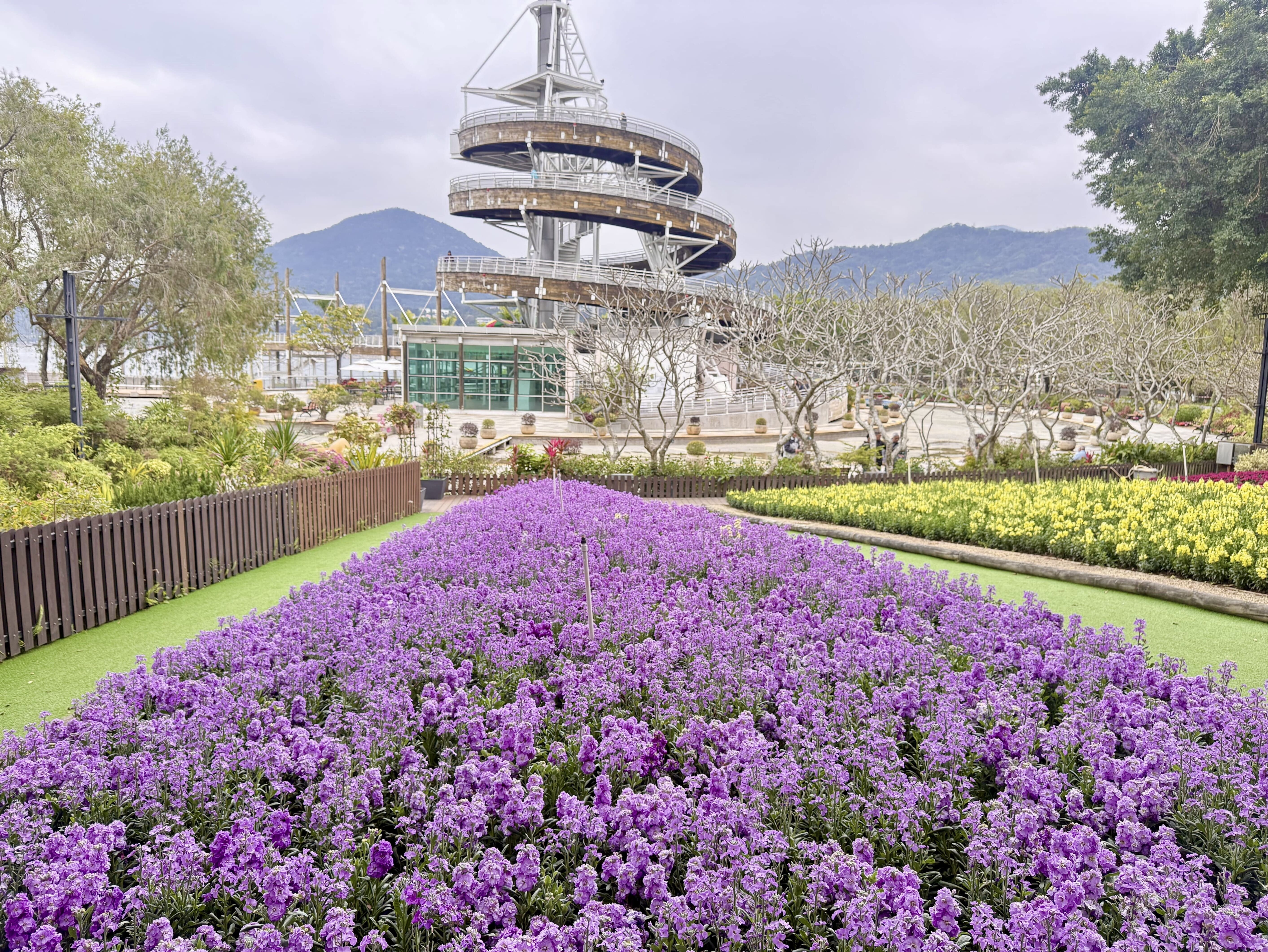花展3.20開鑼為期10日,主題花紫羅蘭為維園添色彩。(政府新聞處)