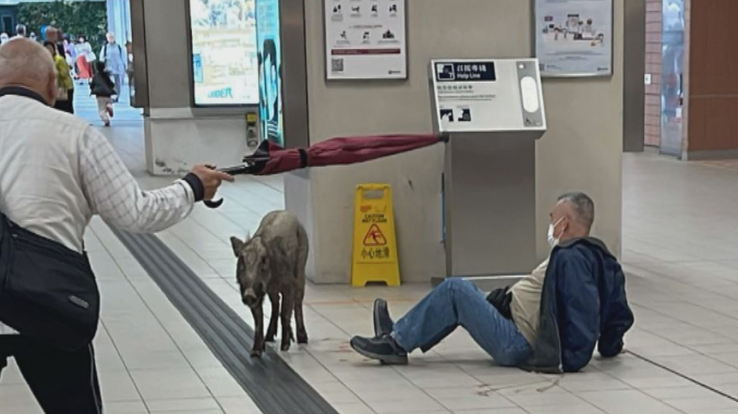 有野豬闖入港鐵烏溪沙站，撞倒一名老翁(NOW新聞台)